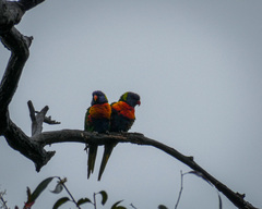 Trichoglossus moluccanus