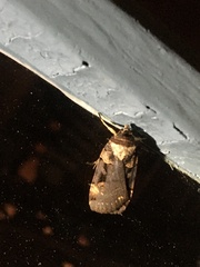 Pseudohermonassa bicarnea