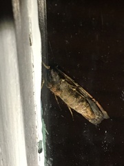 Pseudohermonassa bicarnea