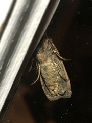 Pseudohermonassa bicarnea