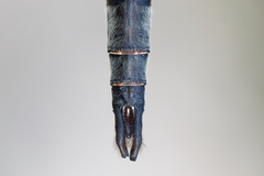 Somatochlora williamsoni