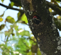 Dryocopus lineatus