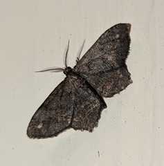 Hypagyrtis