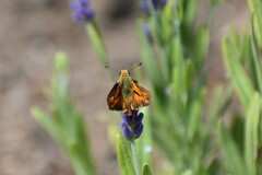 Ochlodes sylvanoides