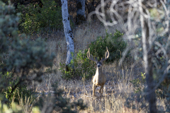 Odocoileus hemionus californicus