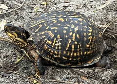 Terrapene carolina