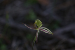 Caladenia roei