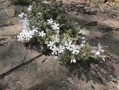 Phlox