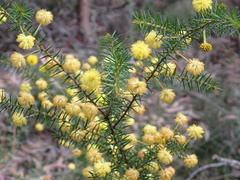 Acacia echinula
