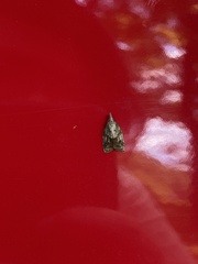 Platynota idaeusalis