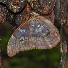 Morpho menelaus