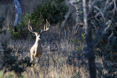 Odocoileus hemionus californicus