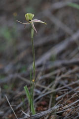 Caladenia roei