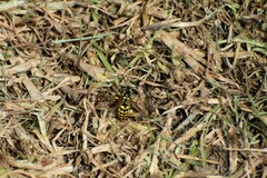 Vespula pensylvanica