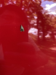 Platynota idaeusalis