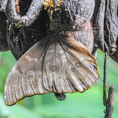 Morpho menelaus