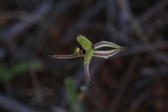 Caladenia roei