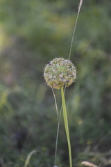 Allium nutans