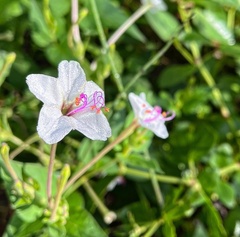 Mirabilis longiflora