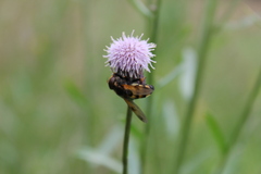 Volucella inanis