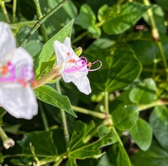 Mirabilis longiflora
