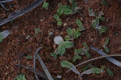 Riccia