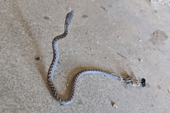 Hypsiglena chlorophaea