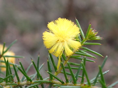 Acacia echinula