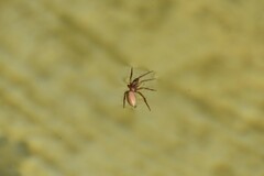 Dysdera crocata