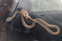 Hypsiglena chlorophaea