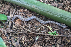 Hypsiglena chlorophaea