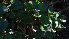 Aegiceras corniculatum