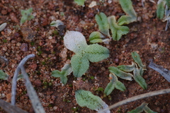 Riccia