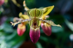 Paphiopedilum