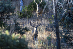 Odocoileus hemionus californicus