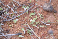 Riccia