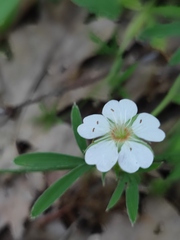 Potentilla alba