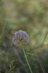 Allium nutans