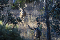 Odocoileus hemionus californicus