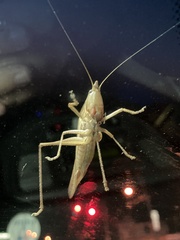 Pyrgocorypha uncinata