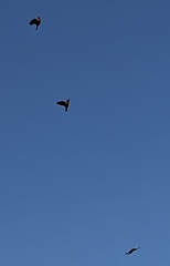 Xanthocephalus xanthocephalus