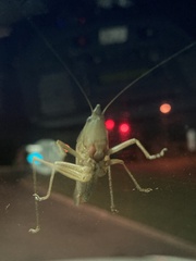 Pyrgocorypha uncinata