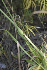 Allium nutans