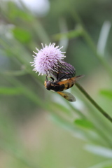 Volucella inanis