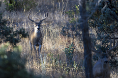Odocoileus hemionus californicus