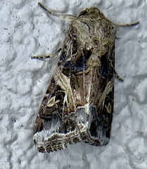 Spodoptera ornithogalli