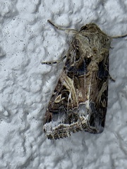 Spodoptera ornithogalli