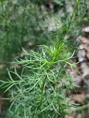 Adonis vernalis