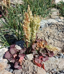Oxyria digyna