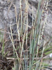 Schizachyrium littorale